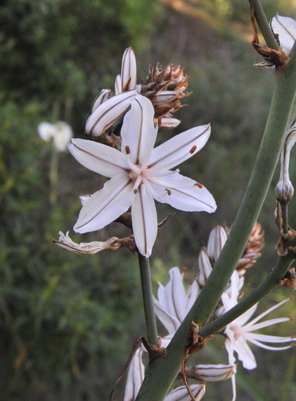 Asphodelus ramosus subsp. distalis. Closer 