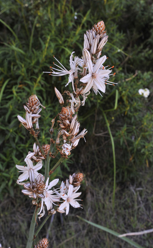 Asphodelus ramosus. Closer.