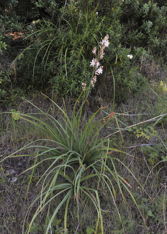 Asphodelus ramosus