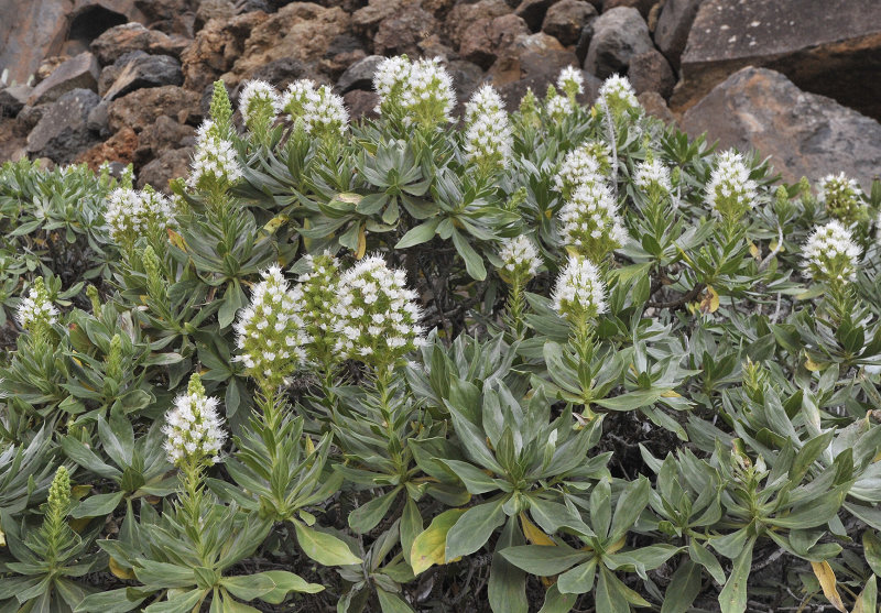Echium breviarme. Closer.4.jpg