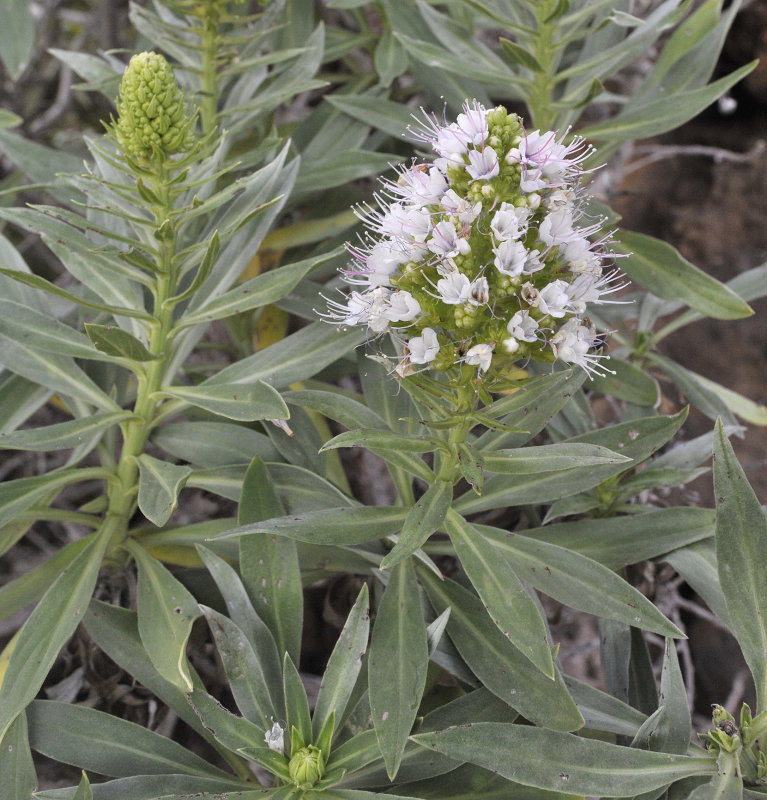 Echium breviarme. Closer.6.jpg