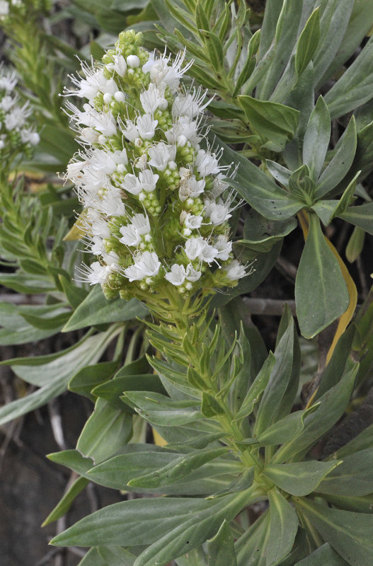 Echium breviarme. Close-up.2.jpg