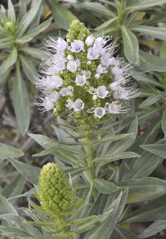Echium breviarme. Close-up.3.jpg
