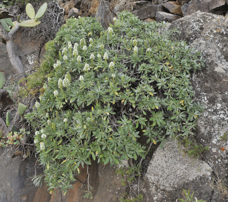 Echium breviarme.2.jpg