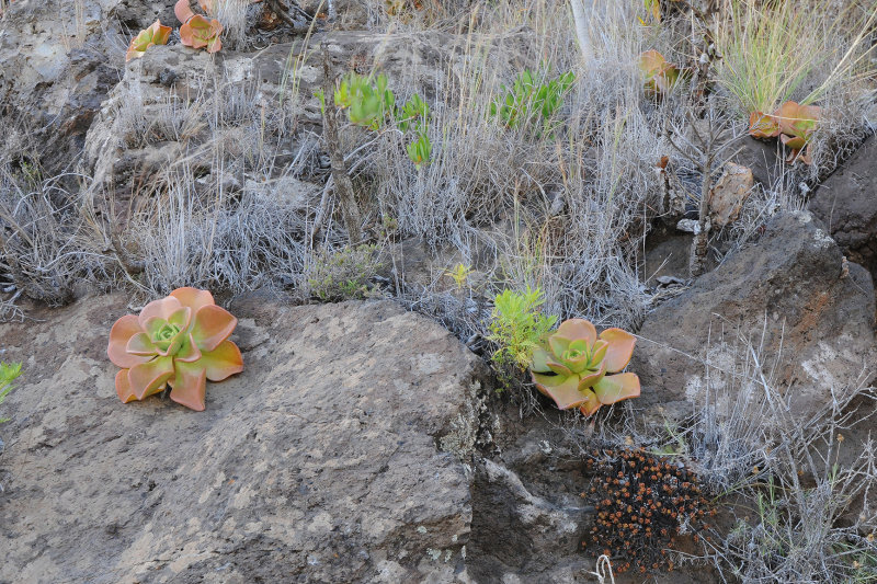 Aeonium nobile in habitat.