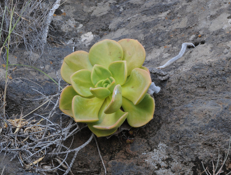 Aeonium nobile in habitat.