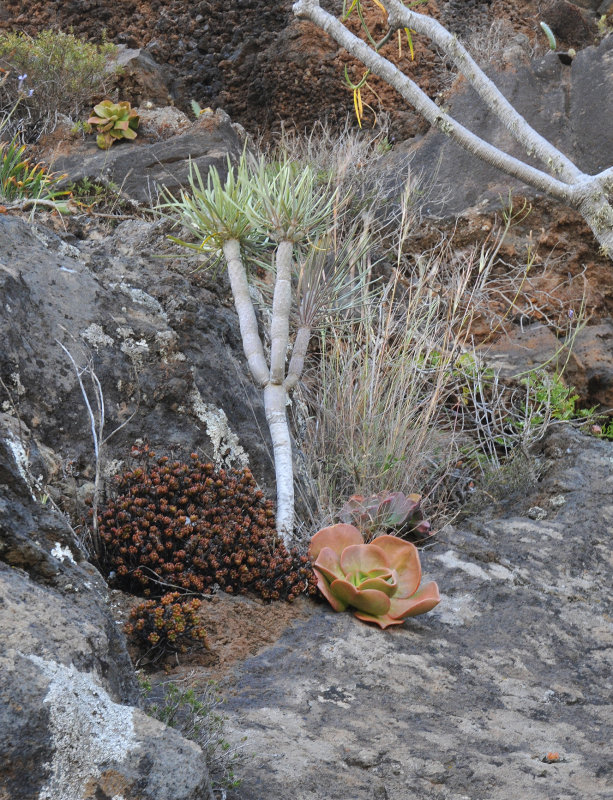 Aeonium nobile in habitat.
