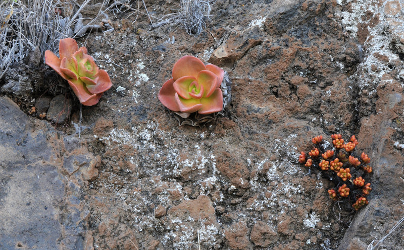 Aeonium nobile with A. sedifolium.