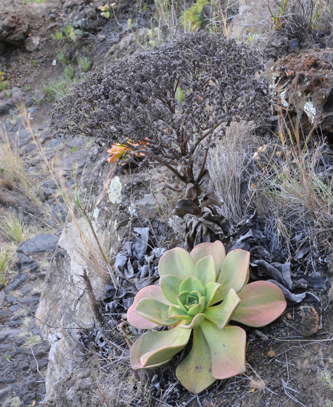 Aeonium nobile