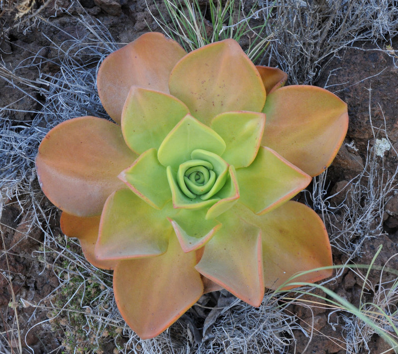 Aeonium nobile