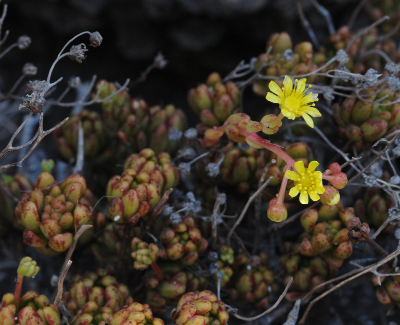 Aeonium sedifolium