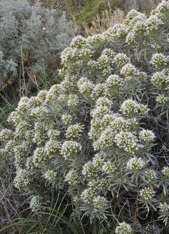 Echium breviarme.2.jpg