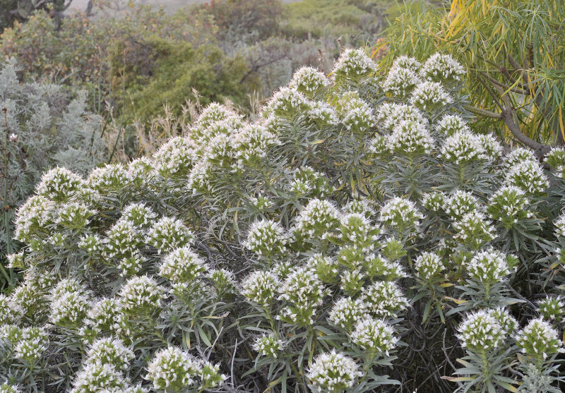 Echium breviarme.3.jpg