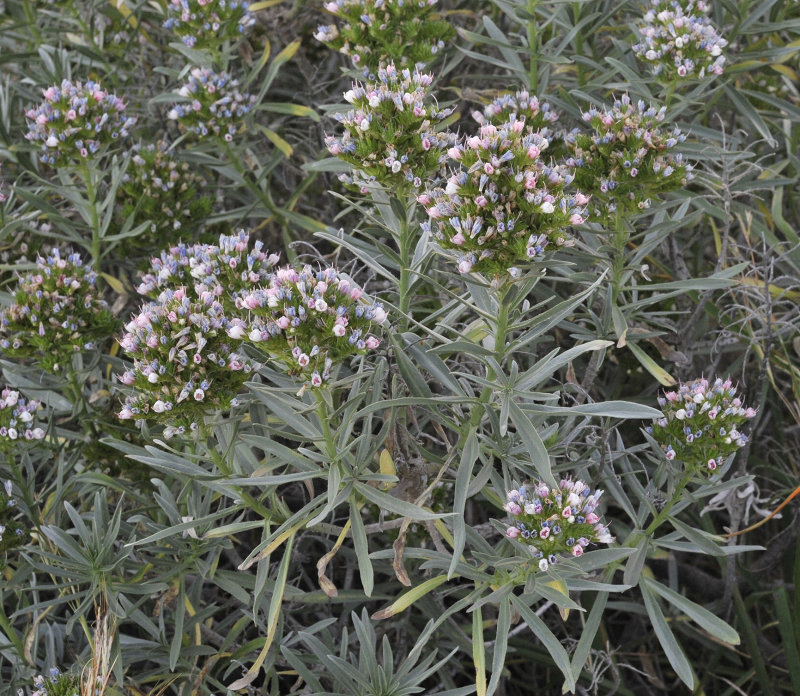 Echium breviarme.4.jpg