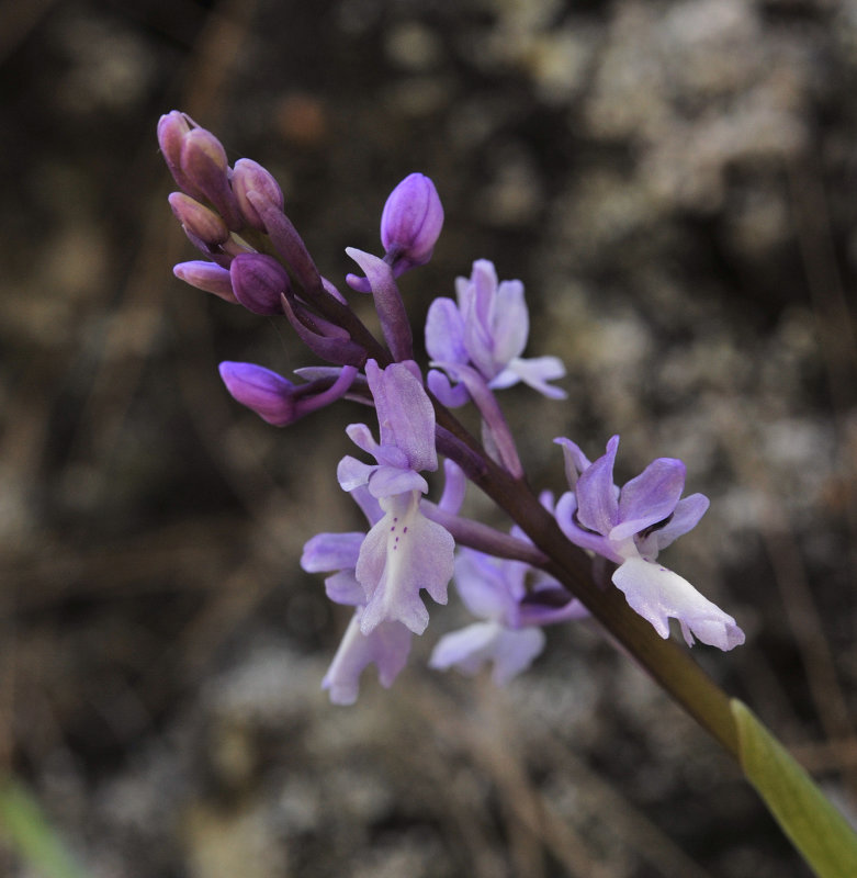 Orchis mascula. Closer.2.jpg