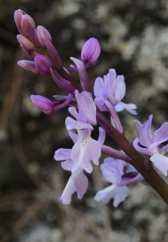 Orchis mascula. Closer.jpg