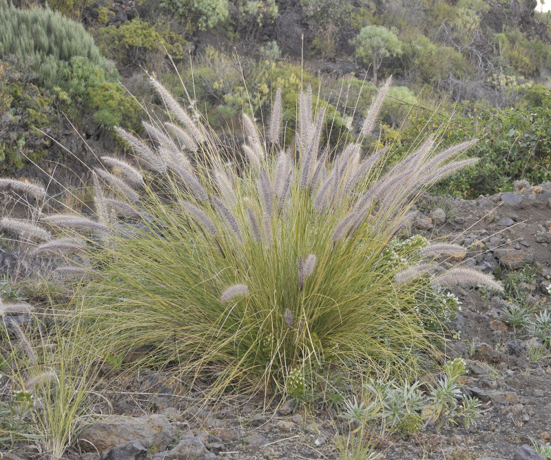 Pennisetum setaceum.jpg