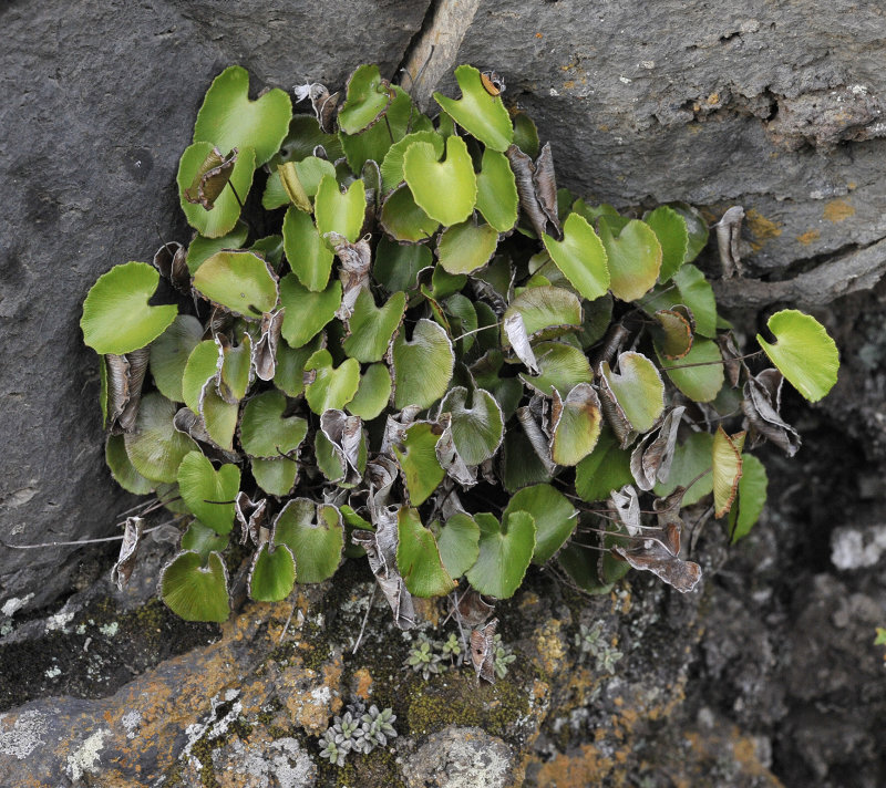 Adiantum reniforme.jpg