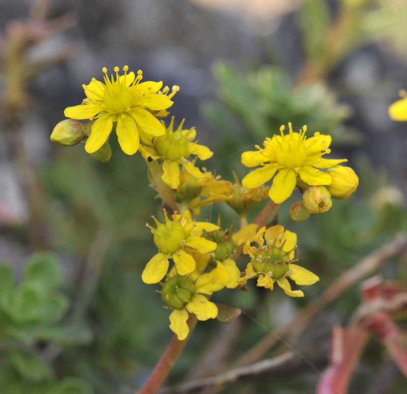 Aeonium spathulatum. Closer.jpg