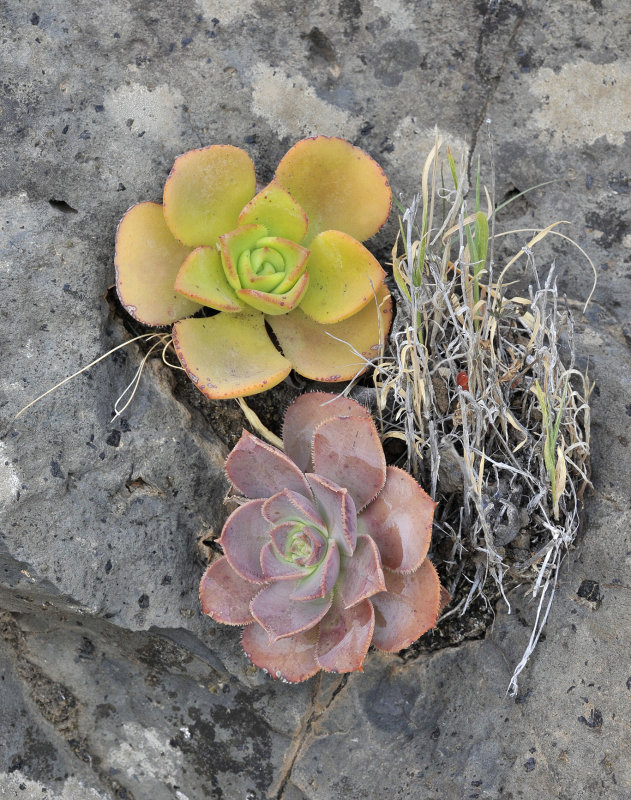 Aeonium nobile with another Aeonium.jpg