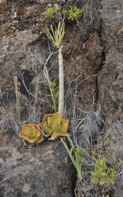 Aeonium nobile with some other endemics.jpg