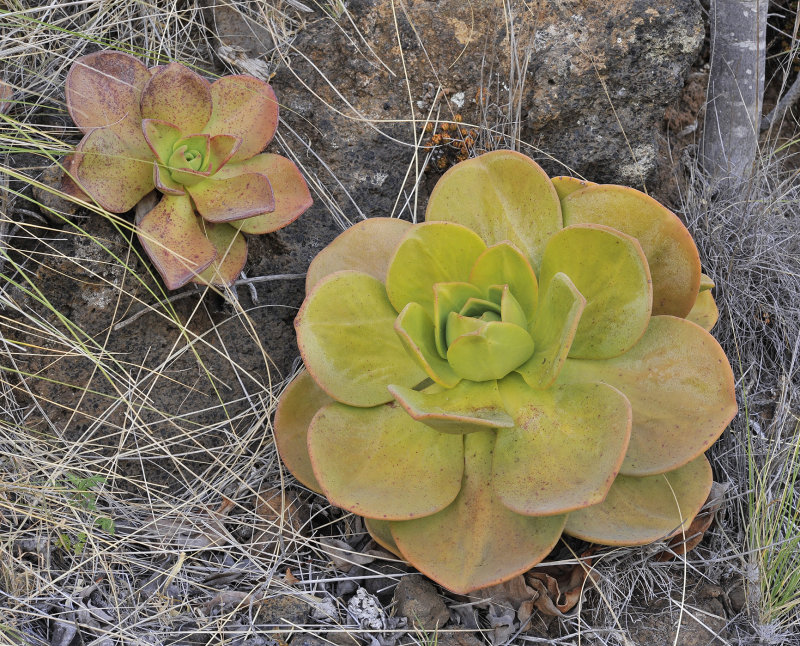 Aeonium nobile.3.jpg