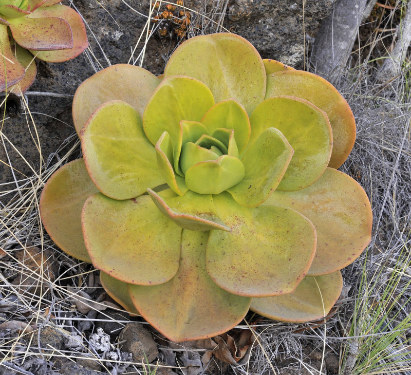 Aeonium nobile.4.jpg