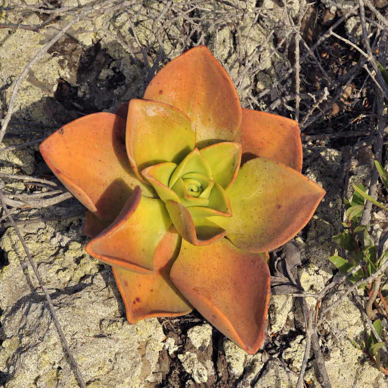 Aeonium nobile.5.jpg