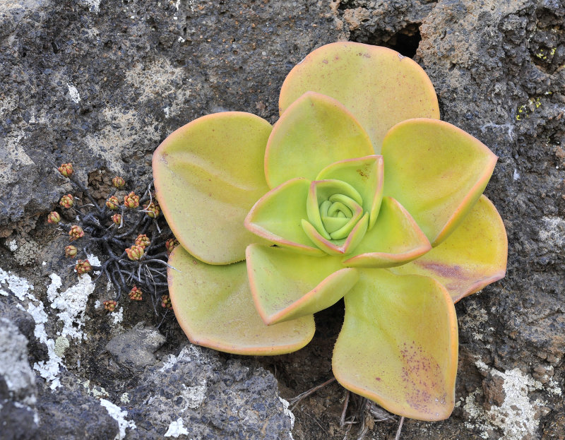 Aeonium sedifolium and A. nobile.2.jpg