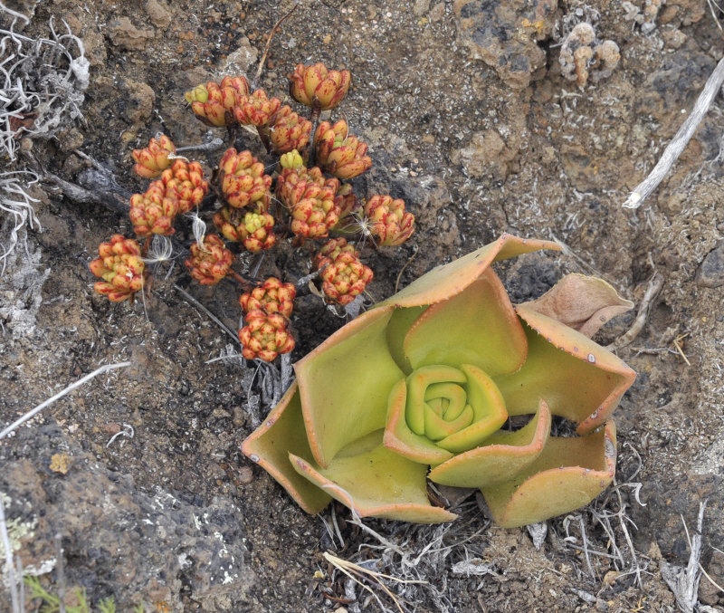 Aeonium sedifolium and A. nobile.jpg