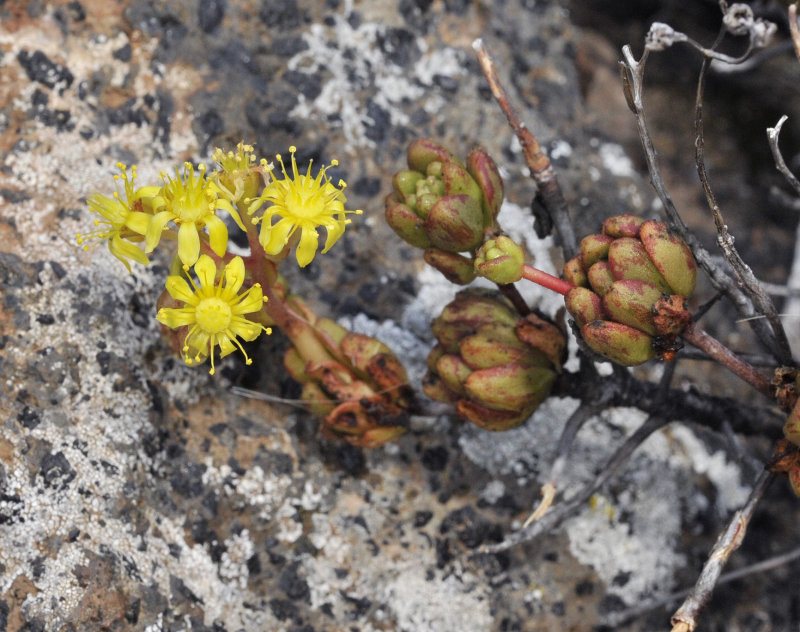 Aeonium sedifolium. Closer.jpg