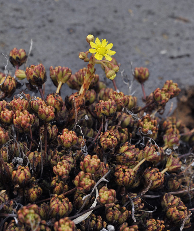 Aeonium sedifolium.7.jpg