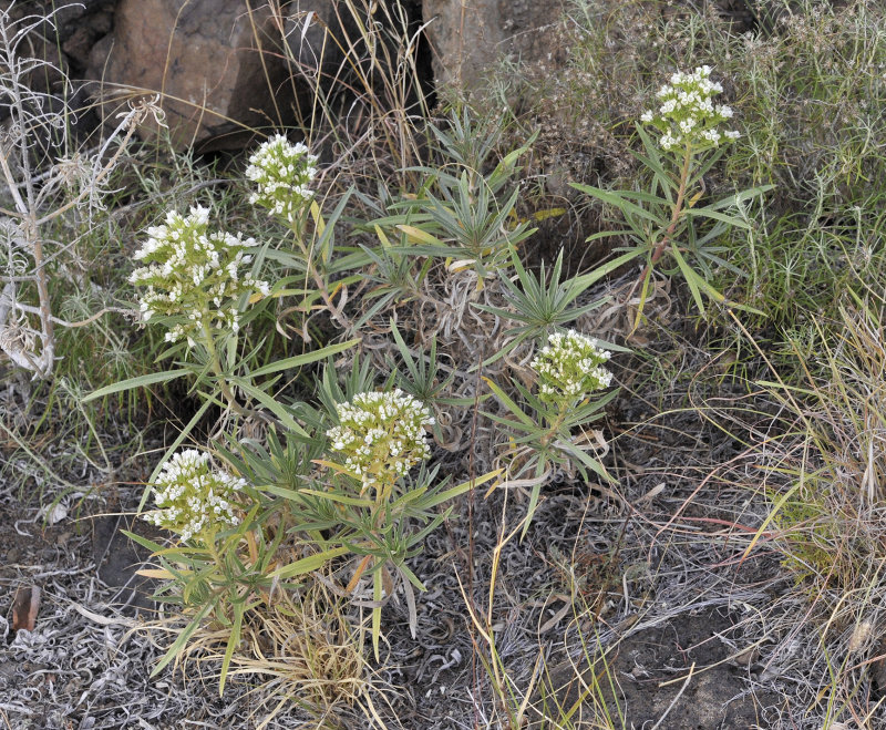 Echium breviarme.jpg