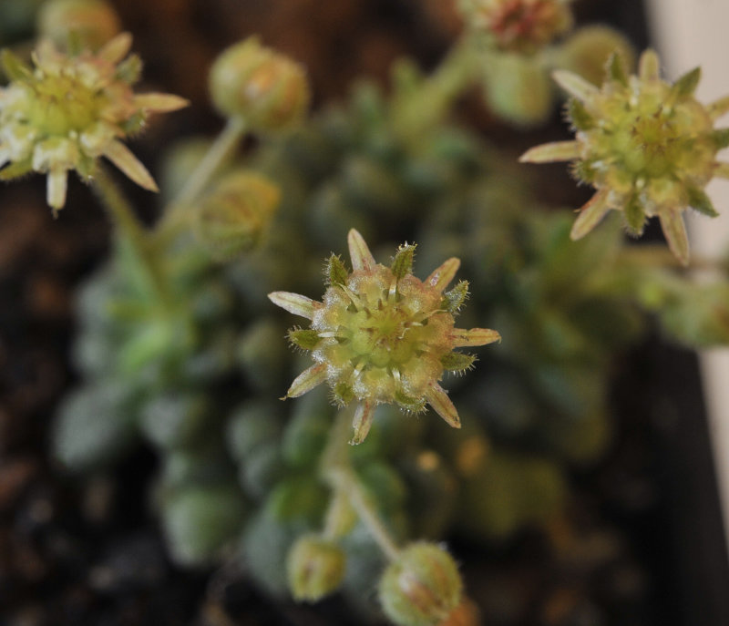 Monanthes brachycaulos. Close-up.jpg