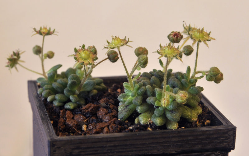 Monanthes brachycaulos.2.jpg