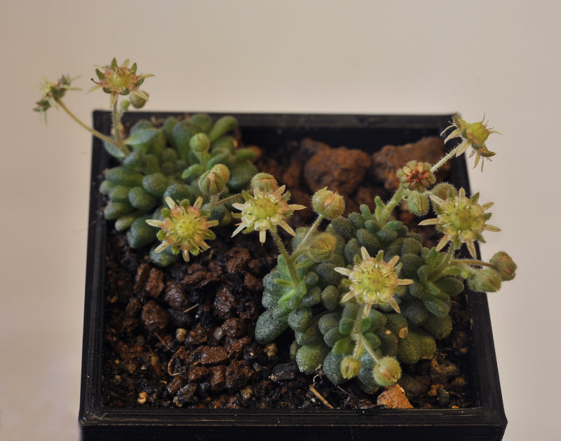 Monanthes brachycaulos.jpg