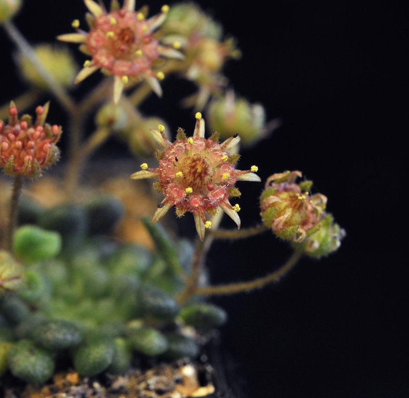 Monanthes brachycaulos. Close-up.2.jpg