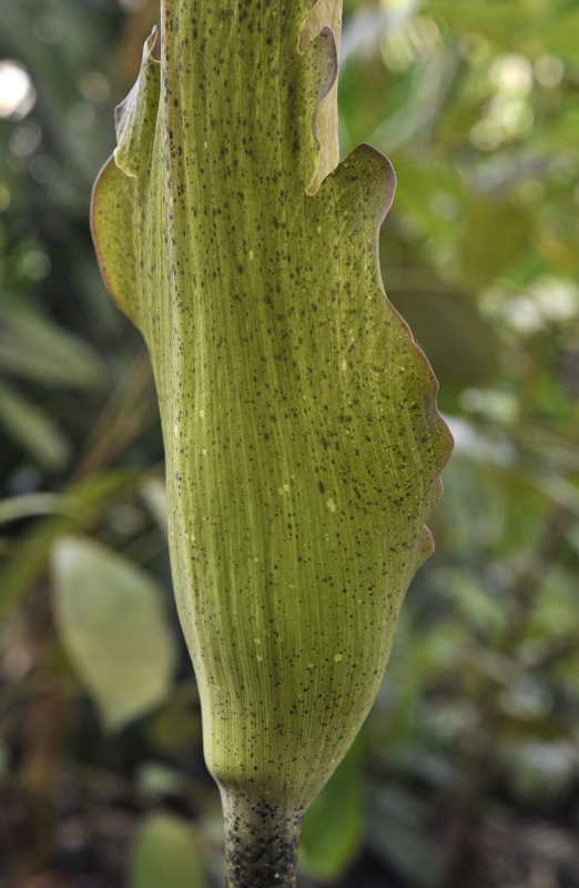 Amorphophallus asper. Spatha detail.jpg
