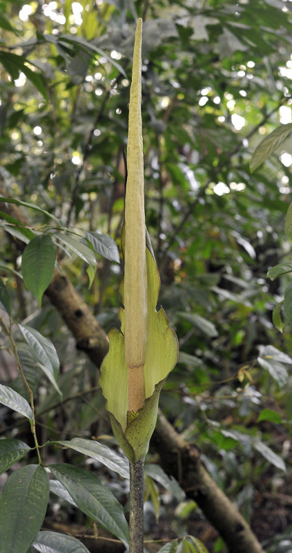 Amorphophallus asper.2.jpg