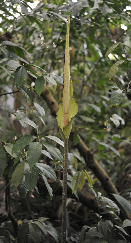 Amorphophallus asper.jpg