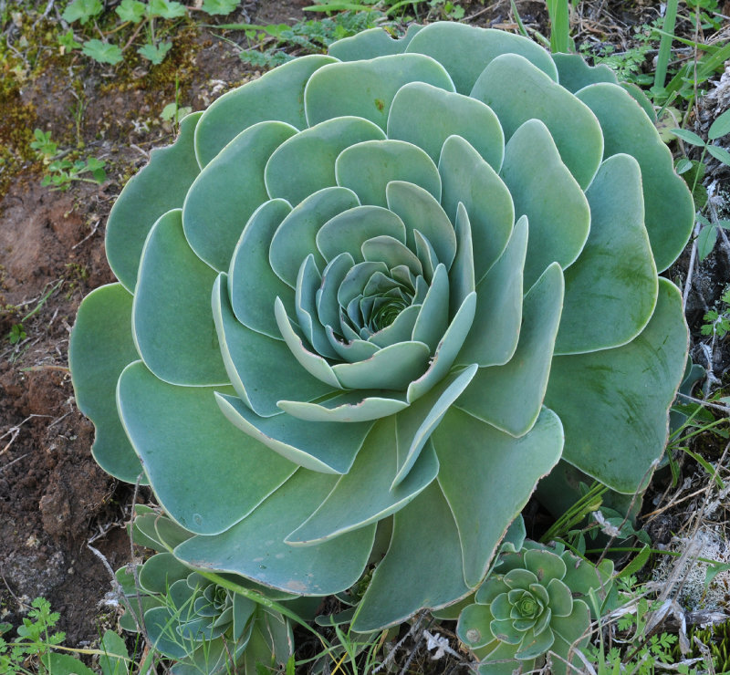 Greenovia aurea (2).jpg