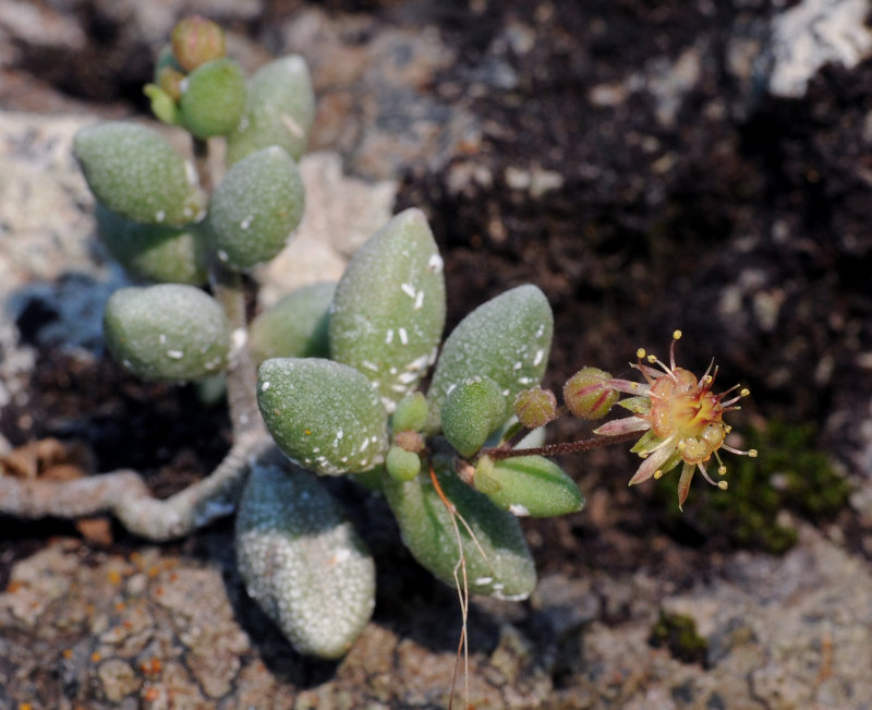 Monanthes laxiflora.jpg