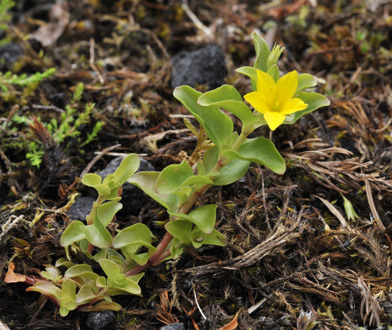 Lysimachia azorica.2.jpg