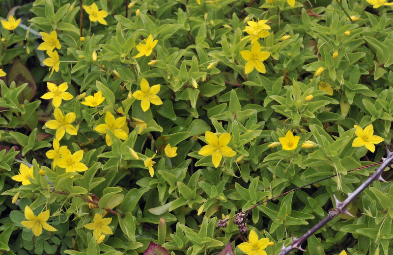 Lysimachia azorica.4.jpg