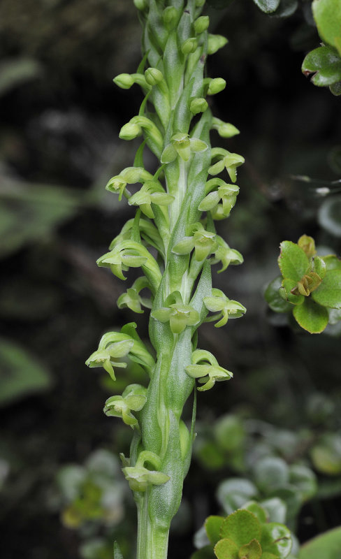 Platanthera pollostantha. Closer.