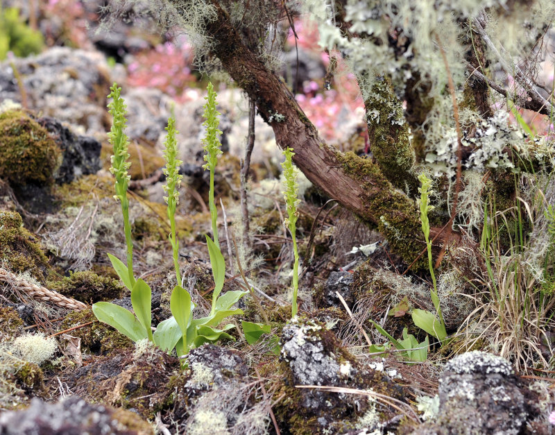 Platanthera pollostantha