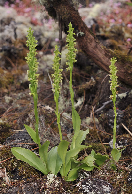 Platanthera pollostantha