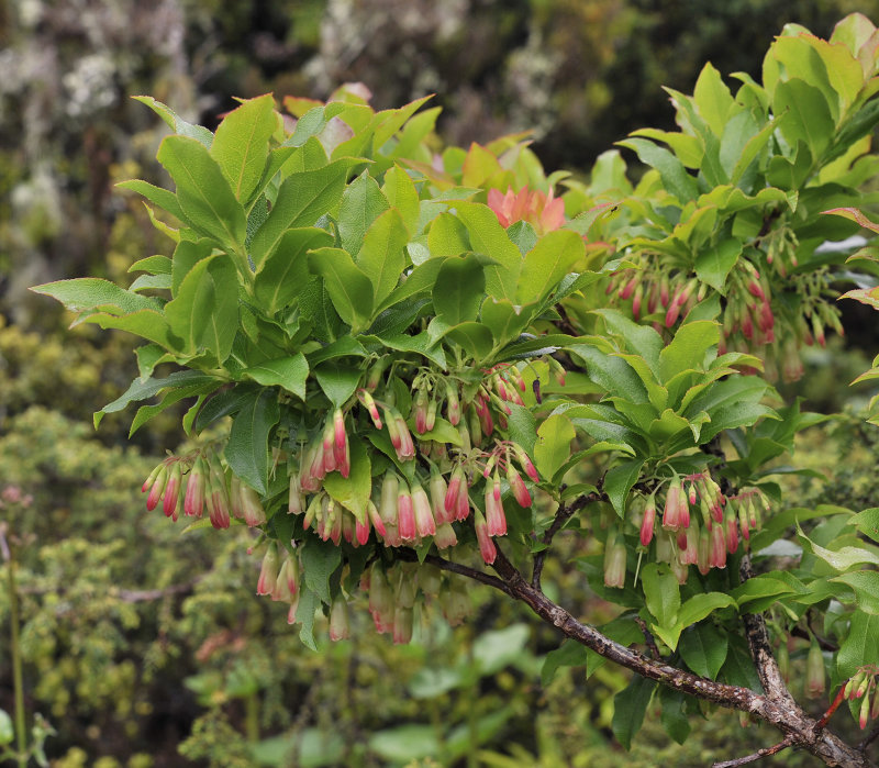 Vaccinium cylindraceum. Closer.2.jpg