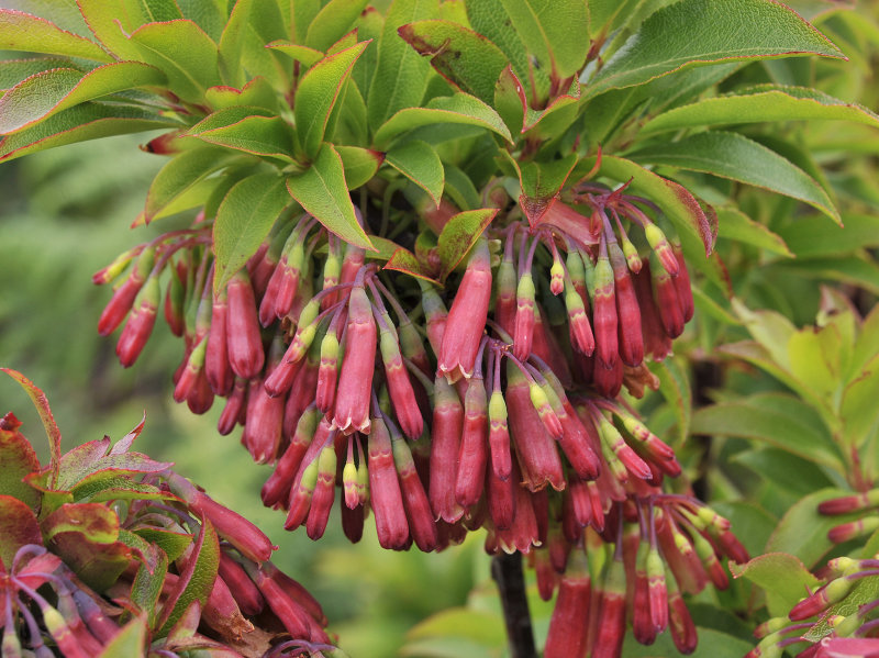Vaccinium cylindraceum. Closer.4.jpg