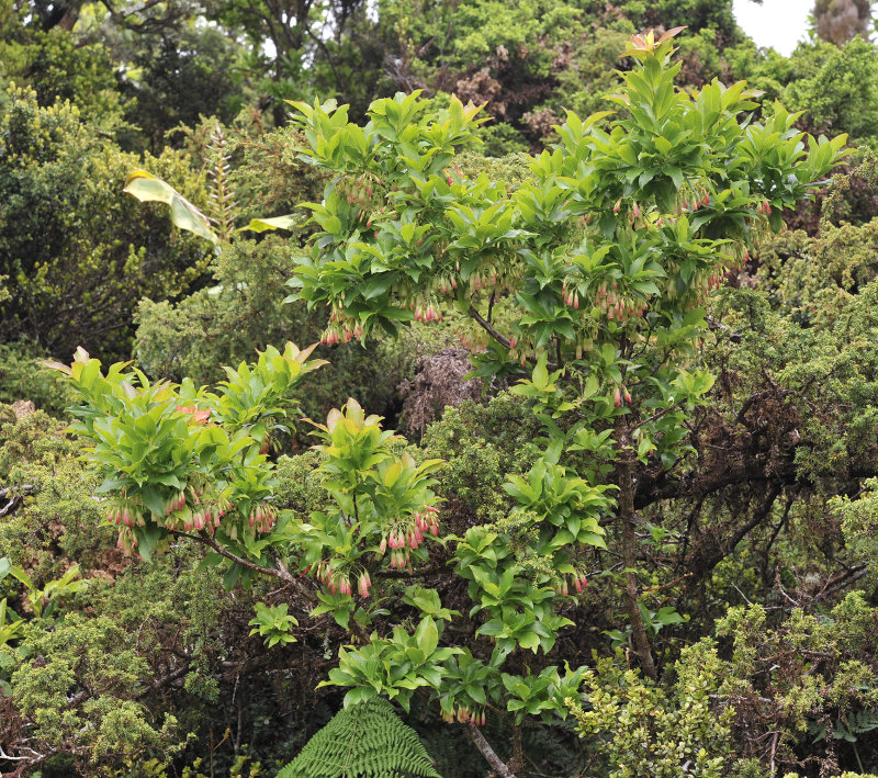 Vaccinium cylindraceum.jpg